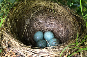 Bird's Nests Potton, Bedfordshire