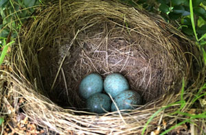 Nesting Birds Burslem, Staffordshire