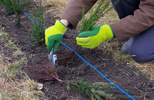 Hedge Planting in Exeter