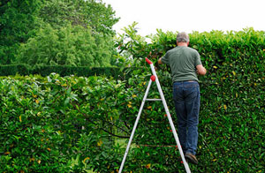 Hedge Trimming in the Northampton Area