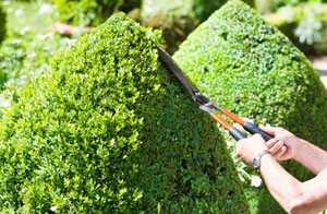 Hedge Trimming in the Polegate Area