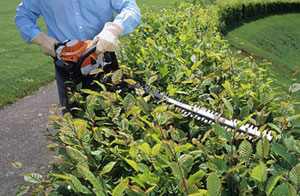 Hedge Cutting Bishop Auckland