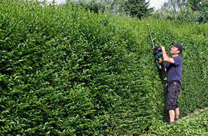 Hedge Trimming in Amesbury