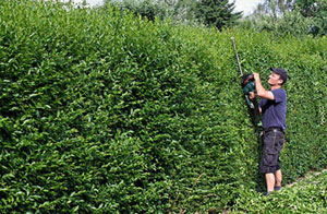 Hedge Trimming in the Exeter Area