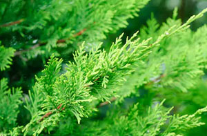 Leylandii Hedge Trimming Exeter (01392)