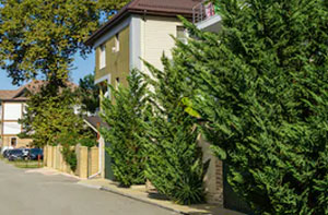 Hedge Trimming Purfleet UK