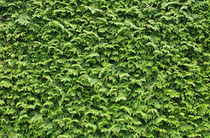 Hedge Trimming Stirling UK