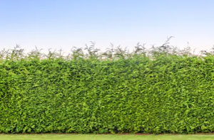 Hedge Trimming Brentwood UK