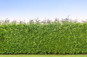 Hedge Trimming Poole UK