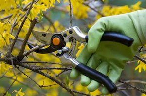 Shrub Pruning Scunthorpe (DN15)