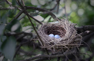 Nesting Birds Norton Canes, Staffordshire