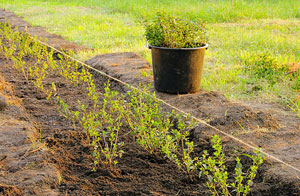 Lincoln Hedge Planting