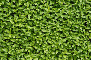 Privet Hedges Carmarthen