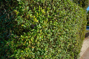Privet Hedges Lancing (BN15)
