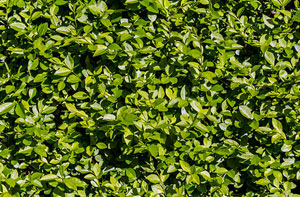 Privet Hedges Newton Aycliffe (DL5)