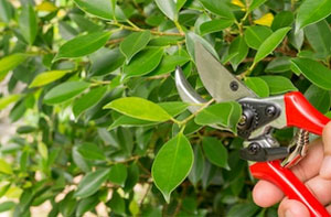 Shrub Pruning Grays (RM17)