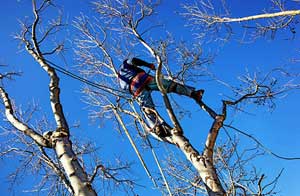 Tree Surgery Ormskirk, Lancashire (01695)