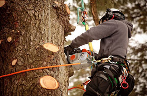 Tree Surgery Uttoxeter, Staffordshire (01889)