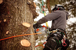 Tree Surgeons Porthcawl, Wales (01656)