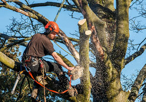 Tree Surgeons How Wood (01727)