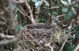 Bird's Nesting in Hedges Billing Nesting Birds Billing