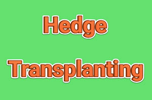 Hedge Transplanting Shirebrook Hedge Transplanting Shirebrook