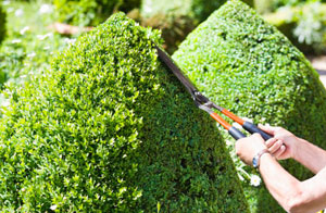 Hedge Trimming in the Sandown Area