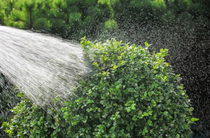 Hedge Watering and Irrigation Ruislip Hedge Watering and Irrigation Ruislip