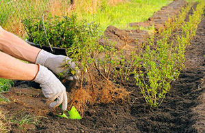 Hedge Planting Wainfleet All Saints Lincolnshire Hedge Planting Wainfleet All Saints Lincolnshire