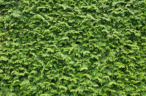 Hedge Trimming Ilminster UK