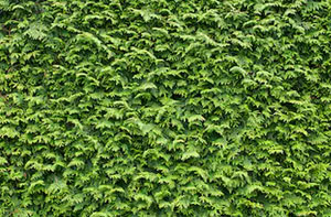 Hedge Trimming Peterborough UK Hedge Trimming Peterborough UK
