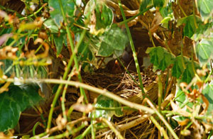 Bird's Nesting in Hedges Lyme Regis Nesting Birds Lyme Regis