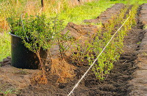 Hedge Planting Lenzie Scotland