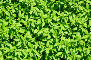 Privet Hedges Mold