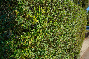 Privet Hedges Barrow upon Soar