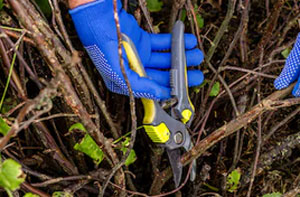 Shrub Pruning Immingham (DN40)