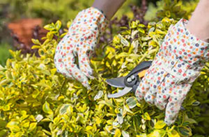 Shrub Pruning Havant (PO9)