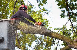 Tree Surgeons Hale Barns, Greater Manchester (0161)