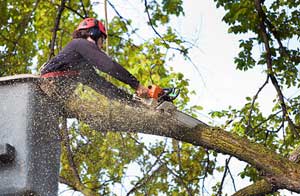 Tree Surgery Wainfleet All Saints Tree Surgery Wainfleet All Saints