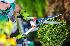 Hedge Cutting Near Me Hedge Cutting Near Me UK