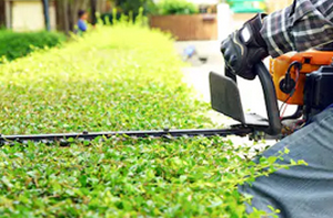 Local Hedge Trimming Services Knutsford Hedge Care