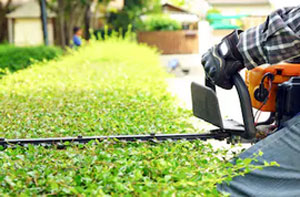 Local Hedge Trimming Services Hedge Trimming Dalston Greater London