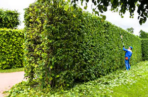 Local Hedge Trimming Services Hedge Trimming Birdwell South Yorkshire